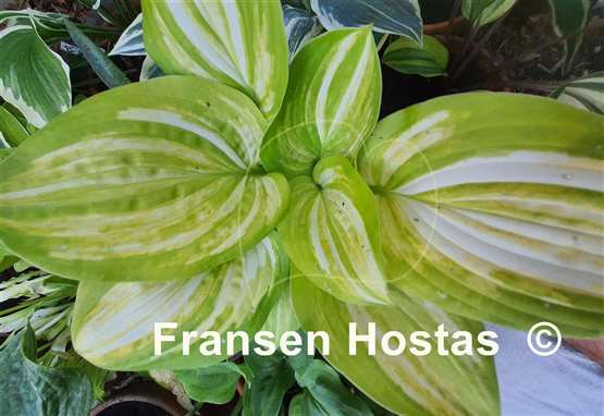 Hosta Flamboyant